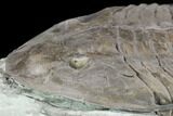 Huge, Isotelus Trilobite - Oldenburg, Indiana #126214-7